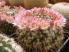 Mammillaria karwinskiana ML384 'confusa'