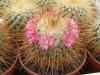 Mammillaria  apozolensis  v. saltensis L1045