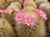 Mammillaria crassior FO-273