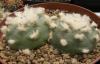 Lophophora viridescens