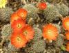 Rebutia christinae R492A