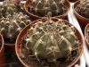 Gymnocalycium tudae