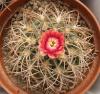 Gymnocalycium carminanthum pink fl