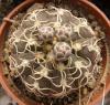 Gymnocalycium  ochoterenae  v. polygonum