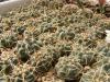 Gymnocalycium  vatteri  long erect spine