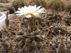 Gymnocalycium brachypetalum