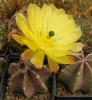 Echinocereus subinermis