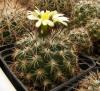 Coryphantha indensis L 1206