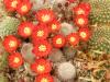 Rebutia sp Trancas, st. silbergrau, similar solisioides