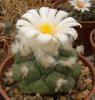 Turbinicarpus  lophophoroides RH223 10 cm st