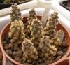 Tephrocactus  molinensis Typ 'Hunkeler' MK1515