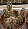 Tephrocactus molinensis "Kiesling" Tep 004, big stem