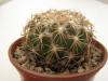 Coryphantha indensis Vista Hermosa