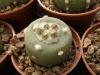 Lophophora  alberto-vojtechii VM834 Coahuila