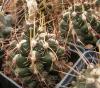 Thelocactus  bicolor  v. commodus