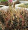 Thelocactus bicolor v. texensis