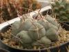 Thelocactus  hexaedrophorus