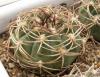 Gymnocalycium nigriareolatum v. densispinum