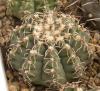 Gymnocalycium quehlianum WP91-125