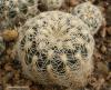 Gymnocalycium bruchii  v. niveum R727