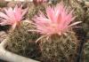 Coryphantha ramillosa SB908