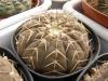 Gymnocalycium asterium