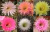 Echinopsis  hybr. mix