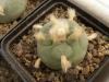 Lophophora diffusa SB 537