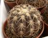 Gymnocalycium spegazzinii  v. punillense