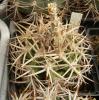 Gymnocalycium ferox  v. ferocior STO866