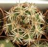 Gymnocalycium ferox v. ferocior