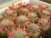 Mammillaria crinita REP 1059