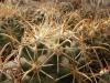 Coryphantha scheeri  v. robustispina