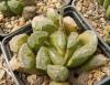 Haworthia  truncata hybr