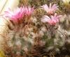 Turbinicarpus roseiflorus