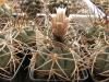 Gymnocalycium cardenasianum JO 193