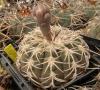 Gymnocalycium spegazzinii v. major VS118