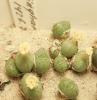 Conophytum klinghardtense ISI1135 Heioab, Namibia