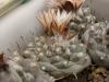 Turbinicarpus jauernigii