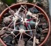 Ferocactus rectispinus