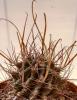 Hamatocactus hamatacanthus  v. papyracanthus