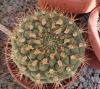 Gymnocalycium  zegarrae