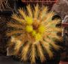 Uebelmannia  pectinifera f. flavispina 1шт