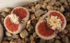 Lithops  karasmontana 'lateritia'