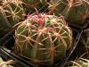 Ferocactus macrodiscus small stem