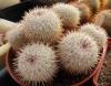 Mammillaria cadereytensis