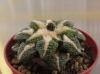 Ariocarpus fissuratus X kotschoubeyanus F2