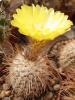 Parodia horrida  v. pluricentralis TB363.2