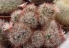 Mammillaria marcosii