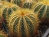 Notocactus magnificus